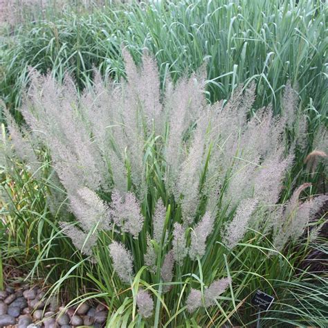 Buy Korean Feather Reed Grass Calamagrostis Brachytricha £949