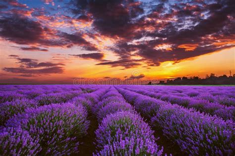 Lavender Flower Blooming Fields In Endless Rows Sunset Shot Stock