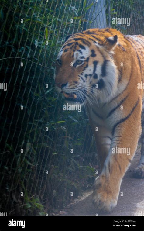 Amur Tiger Snarling Stock Photo Alamy