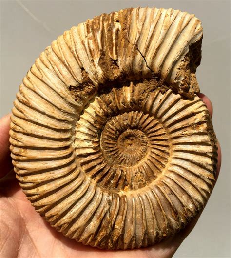 Polished Ammonite Nautilus Shell Jurrassic Fossil Specimen Madagascar