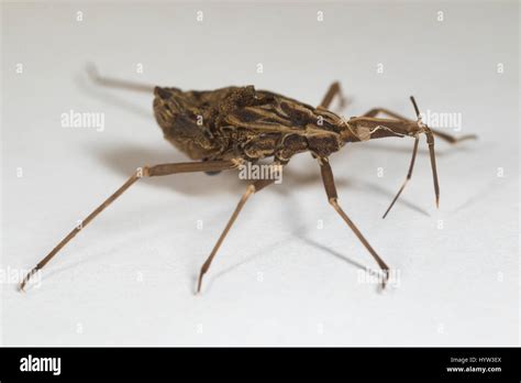 Moulted Skin Of Rhodnius Prolixus Kissing Bug The Insect That
