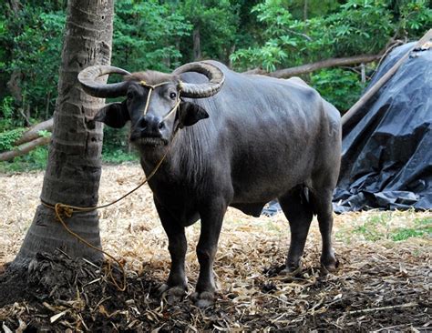 Animal Destination Philippine Carabao