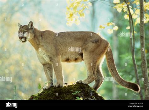 Adult Female Cougar Puma Concolor Alberta Canada Stock Photo Alamy