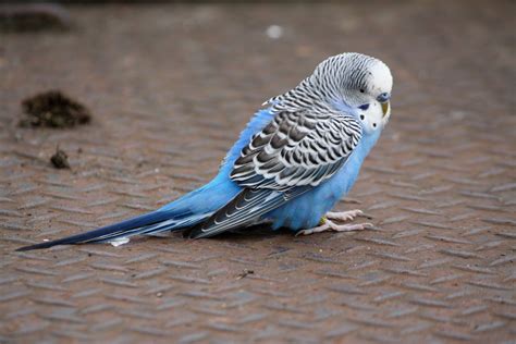 Parakeet Blue Blue Budgie Blue Parakeet Budgie Parakeet Budgies Bird
