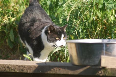 How To Safely Approach And Handle Feral Cats Purrpetrators