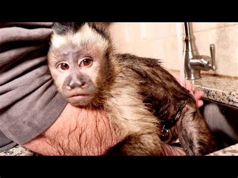 Capuchin monkeys are charming as babies and need care much like a human baby. Capuchin Monkey Takes a Bath! - YouTube