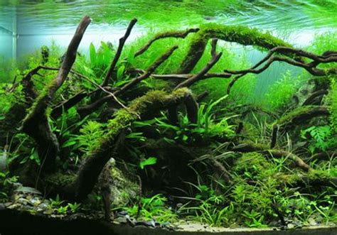 Comment Faire Un Aquarium Amazonien Biotope Amérique Du Sud