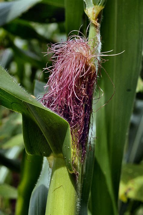 Zea Mays Female Flowers Cultivated Corn Male And Female Flickr