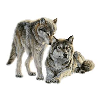 Large collections of hd transparent wolf png images for free download. Clip Art Graphics