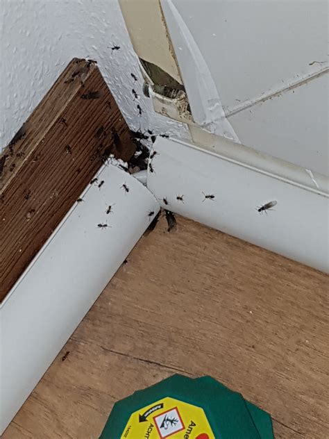 Was kann man tun wenn man ameisen in der wohnung hat und der vermieter macht nix dagegen? Was kann ich machen bei extremen Ameisen Befall der ...