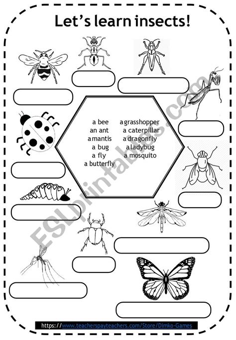 Insects Coloring Pages For Kids Esl Worksheet By Dimko