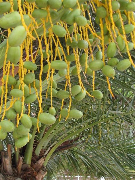 Polynesian Produce Stand Edible Date Palm ~degelet Noor