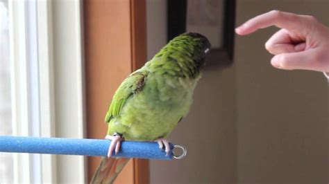 Blue Crown Conure Lifespan Behavior And Care Guide Cute Parrots