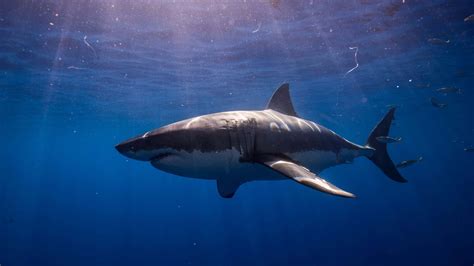 Download Big Scary Black Shark Wallpaper