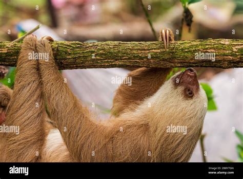 Two Toed Sloth Choloepus Hoffmanni Climbing On A Branch At The Jaguar Rescue Center In Puerto