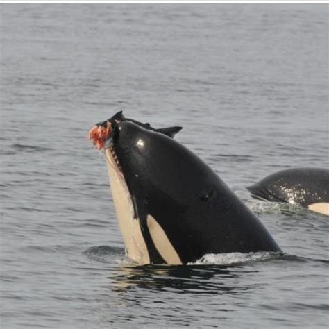 The Three Killer Whale Ecotypes Of The Eastern North Pacific