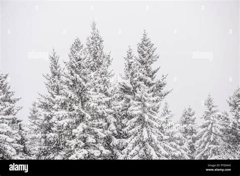 Snowy Pines Hi Res Stock Photography And Images Alamy