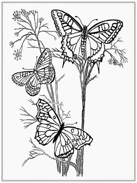 Free printable butterfly coloring pages. Adult Coloring Pages Butterfly | Realistic Coloring Pages