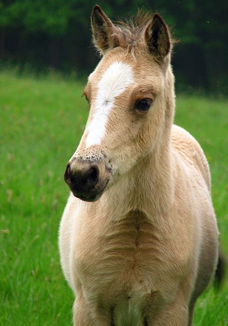 photo foal horse pony baby horse  image