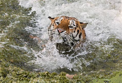 Tiger Leap Photos Stock Photos Pictures And Royalty Free Images Istock