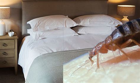 Bed Bugs What Do Bed Bugs Look Like And How Do You Know If You Have An