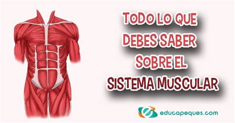 El Sistema Muscular Para Dibujar Facil Sistema Muscular Masculino Do Homem Da Anatomia Do