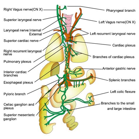 Vagus Nerve Stimulation And Inflammation Pain Free For Life