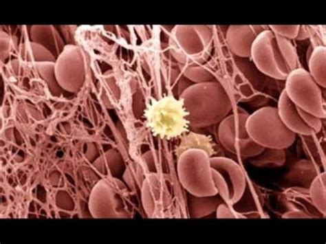 White Blood Cells In Urine Biological Science Picture Directory