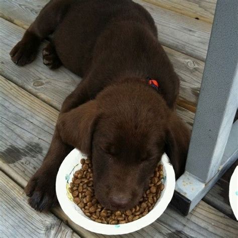 New puppy owners tend to have false expectations of puppies. chocolate lab, napping between bites. | Dogs, Pets, Cute dogs