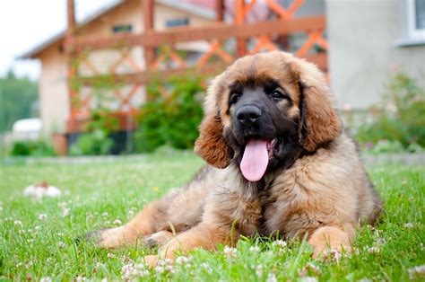Leonberger Leo Dog Breed Characteristics And Care