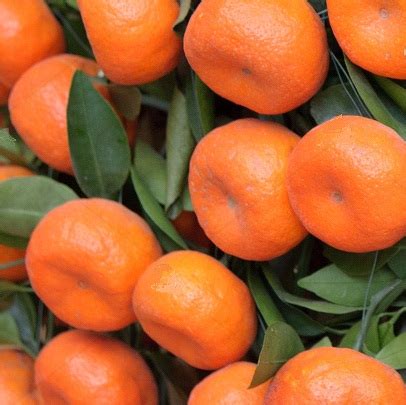 Tangerine (Citrus Tangerina)