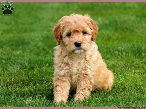 Ensuring your puppy arrives home safely. Mini Goldendoodles for Sale | Darla, Mini Goldendoodle ...