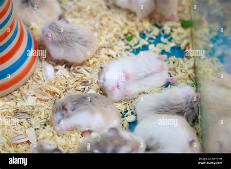 Cute Innocent Baby Gray And White Roborovski Hamsters Sleeping Tight On