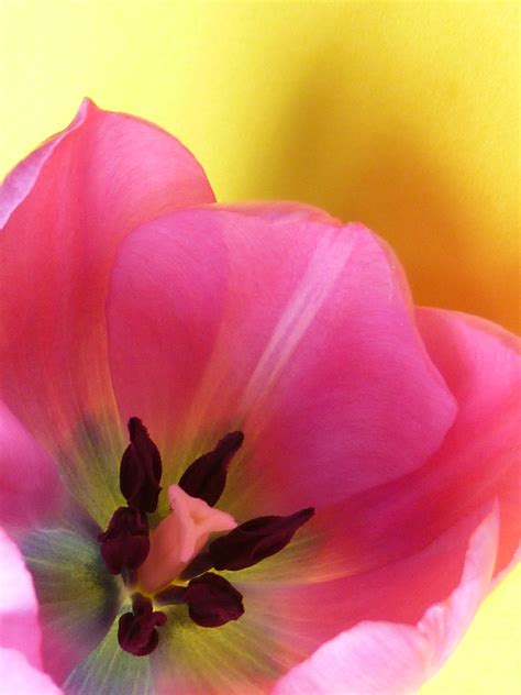 Close Up Macro Of The Inside Of A Fresh Tulip Creative Commons Stock Image