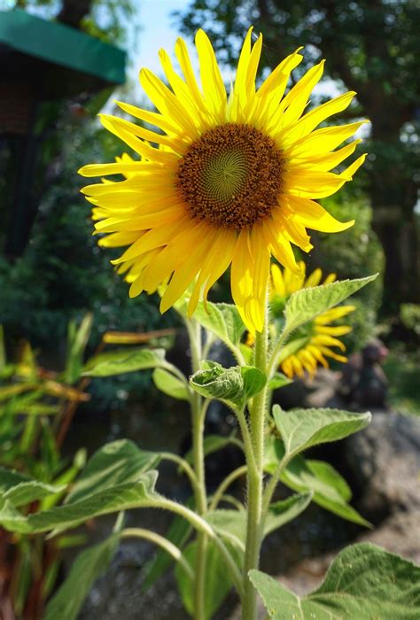 The white petal is a leaf bract that grows around the yellow flower. How to Grow Sunflowers for Seeds
