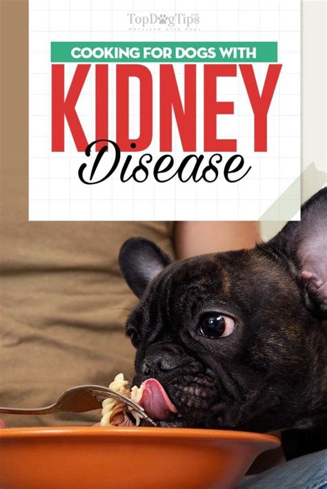 Dog Kidney Disease Diet 101 Evidence Based Guidelines On Feeding