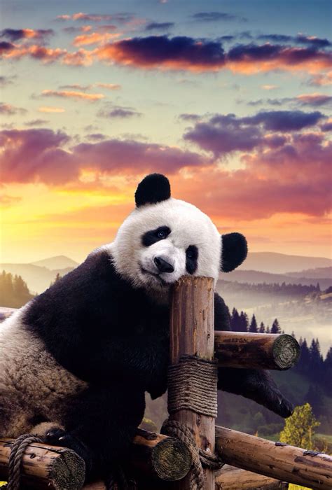 Cute Panda Iphone Wallpapers Top Free Cute Panda Iphone Backgrounds