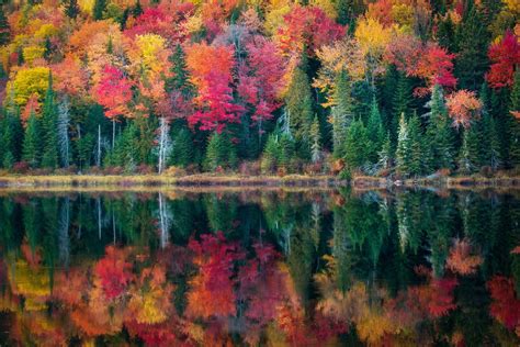 Vivid Autumn Leaves Reflecting In A Lake In La Maurice National Park