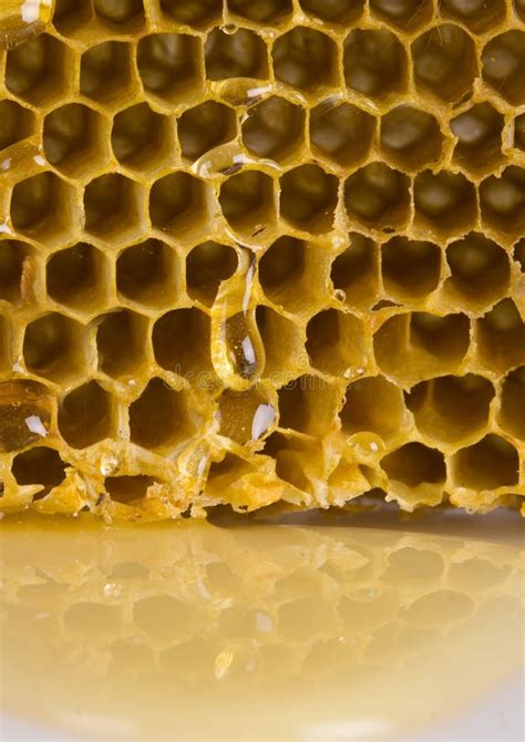 Honey Comb Stock Photo Image Of Combs Bees Sugar Nutrition 2168836