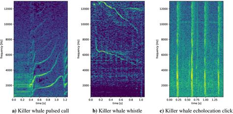 Spectrograms Of Three Characteristic Killer Whale Sounds Sampling Rate