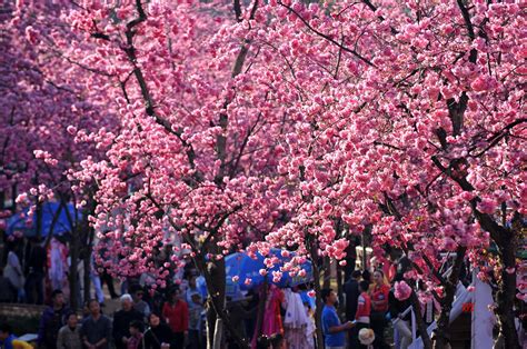 India And South Korea To Jointly Celebrate Cherry Blossoms Festival In