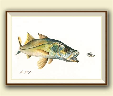 Print Snook Fish Bait Pilchard Saltwater Gamefish Fishing Etsy