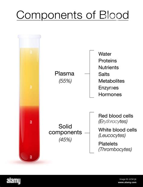Components Of Blood Infographic Test Tube With Centrifuged Plasma And