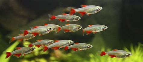 Memelihara ikan hias bisa menjadi pengisi waktu luang di saat. aquascapejuara: Tetra, Ikan hias kecil yang berwarna warni ...