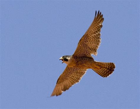 Peregrine Falcons Are Flying High Again In Return To Irish Skies