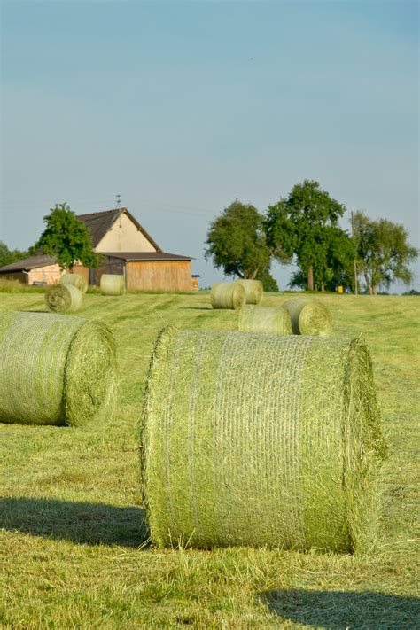 Free Images Plant Bale Field Farm Lawn Harvest Pasture