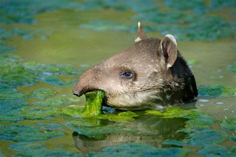 Tapirs Are Large Mammals That Live In Jungle And Forest Habitats They