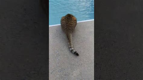 Scared Cat Jumps In Pool Youtube