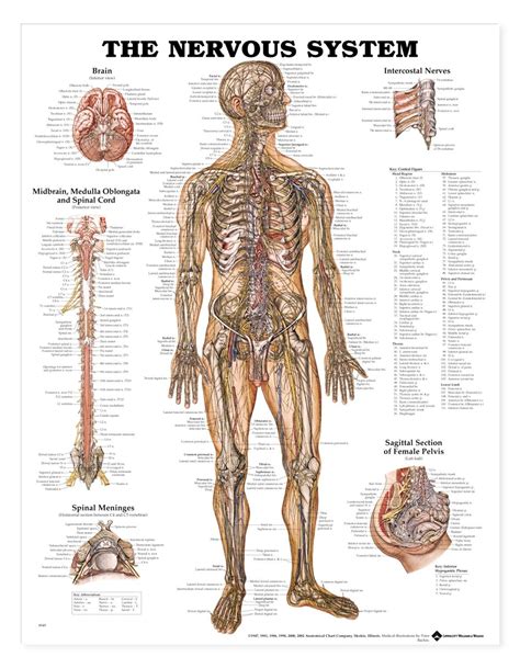 The Nervous System Anatomical Chart Poster Laminated Anatomy