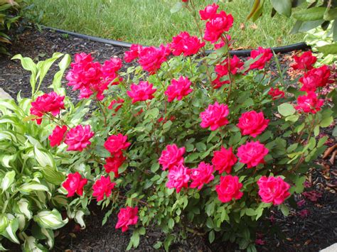 My Knockout Rose Bush Landscaping With Roses Knockout Roses Cottage